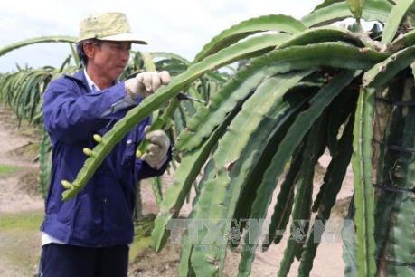 Đánh thức tiềm năng vùng Đồng Tháp Mười - Bài 2: Phát triển nông nghiệp bền vững