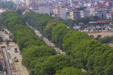 Hà Nội di chuyển, cắt tỉa hơn 1.200 cây xanh