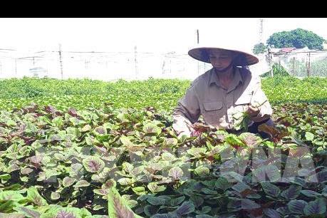 Sẽ thí điểm xây dựng mô hình liên kết giữa doanh nghiệp – hợp tác xã – nông dân