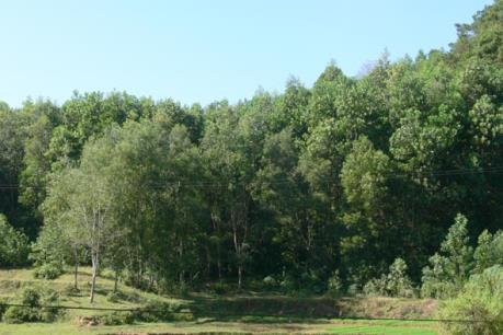 Phú Yên phê duyệt dự án bảo vệ và phát triển rừng phòng hộ và rừng đặc dụng