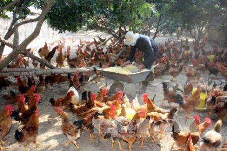 Đưa sản phẩm gà đồi Yên Thế thành thương hiệu quốc gia