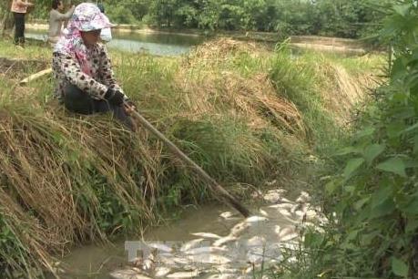 Cá chết nhiều dọc đập Hố Chuối chưa rõ nguyên nhân