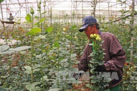 Hoa Đà Lạt chết hàng loạt không phải do phân bón giả