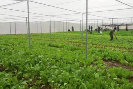 Chuyển đổi cơ cấu cây trồng phù hợp với lợi thế và nhu cầu thị trường