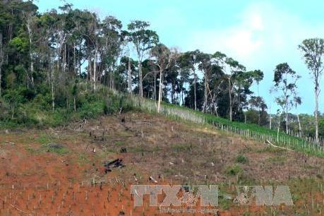 72 hộ dân bị thu hồi đất giao nhận khoán lâm nghiệp đã chấp thuận nhận tiền bồi thường