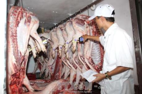 Bắt "quay đầu" lợn không đeo vòng nhận diện nguồn gốc