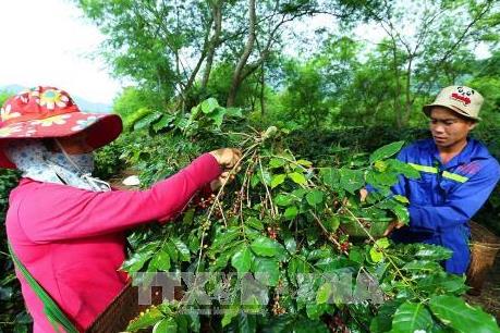 Cà phê Arabica trên đất đỏ Sơn La