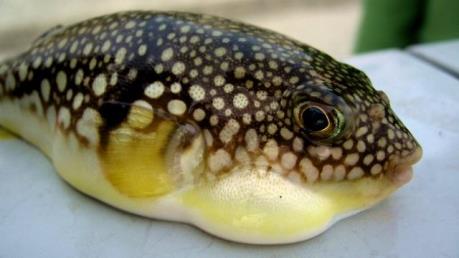 Bình Thuận: 6 người nhập viện vì ăn cá nóc