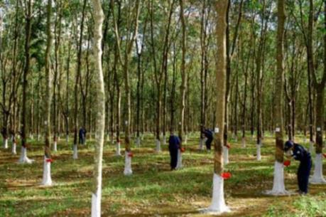Tập đoàn Công nghiệp Cao su Việt Nam đặt mục tiêu doanh thu 40.000 tỷ đồng/năm