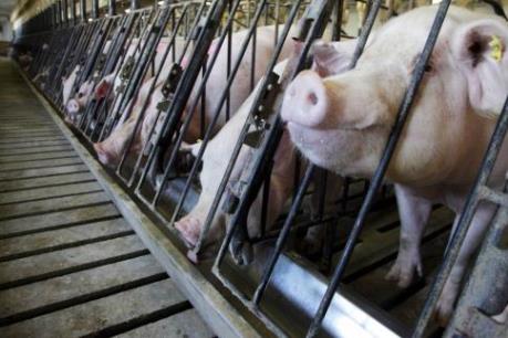 Giảm kháng sinh trong chăn nuôi để đối phó kháng kháng sinh ở người