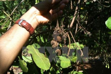 Sản lượng điều sụt giảm mạnh do thời tiết bất thường và sâu bệnh