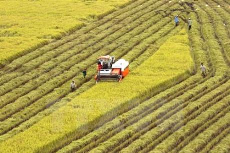 Thị trường nông sản diễn biến trái chiều