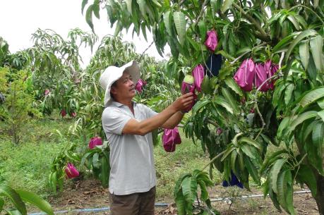 Xoài tứ quý “bén duyên’ vùng biển mặn