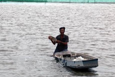 Khai thác tiềm năng kinh tế thủy sản mùa nước nổi thay cho làm lúa vụ 3