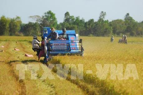 Nhu cầu xuất khẩu gạo tăng mạnh, giá lúa tăng cao những tháng cuối năm