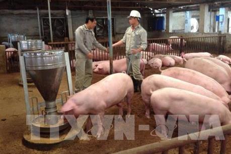 Hộ chăn nuôi lợn ở Đồng Nai khó tái đàn