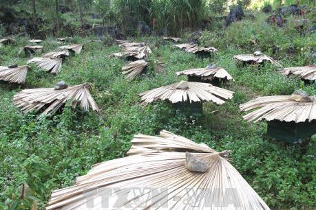 90% sản lượng mật ong được xuất khẩu 