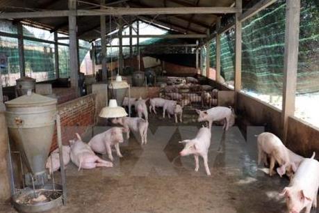 Quảng Ninh khoanh vùng ổ dịch tả lợn tại thị xã Đông Triều