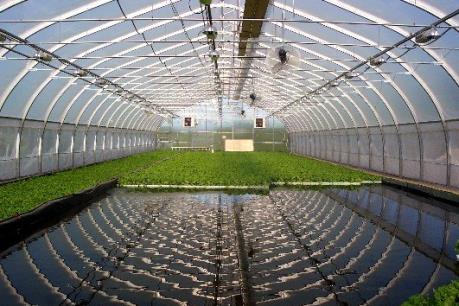 Tiềm năng nuôi trồng thủy sản kết hợp với thủy canh ở Australia và Việt Nam