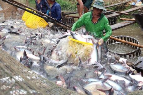 Giá cá tra nguyên liệu tăng cao