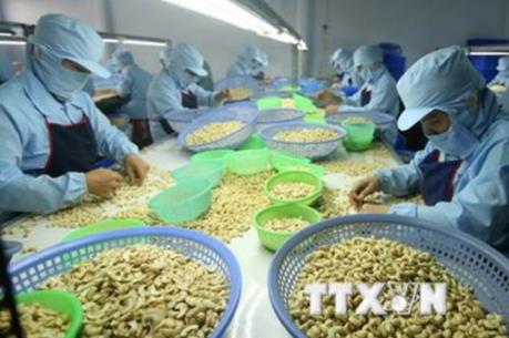 Ngành điều Việt Nam nỗ lực giữ "ngôi" đầu thế giới về xuất khẩu nhân điều