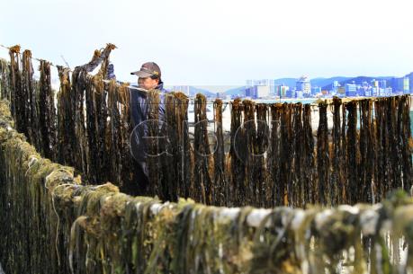 Xuất khẩu hải sản của Hàn Quốc tăng 8,8%