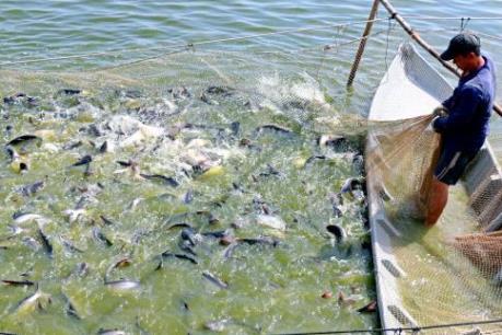 An Giang hỗ trợ doanh nghiệp thuỷ sản ứng dụng công nghệ cao