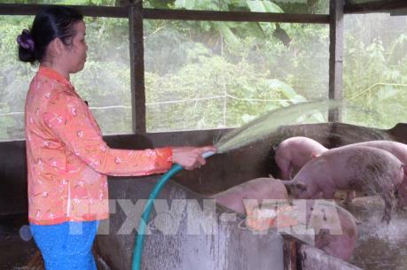 Lo sợ thua lỗ, người chăn nuôi lợn tái đàn cầm chừng