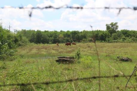Bồi thường, GPMB tại Tp. Hồ Chí Minh - Bài 2: “Nóng” chuyện cưỡng chế và lãng phí đất