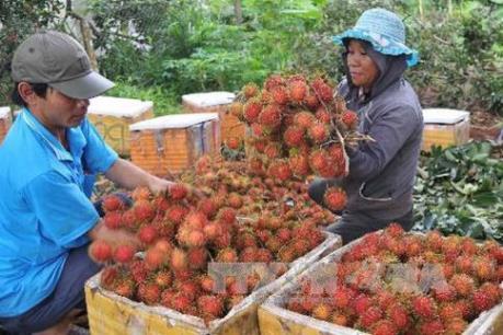 Giá chôm chôm trái vụ tăng cao