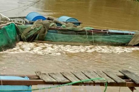 Đắk Nông: Hơn 200 tấn cá lồng bị chết do ảnh hưởng của bão số 12