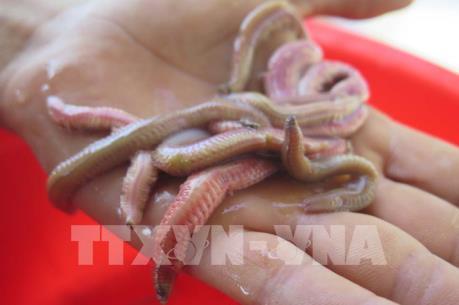 Hải Dương hứa hẹn một mùa Rươi bội thu