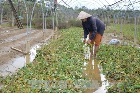 Đà Nẵng tập trung khôi phục sản xuất sau lũ