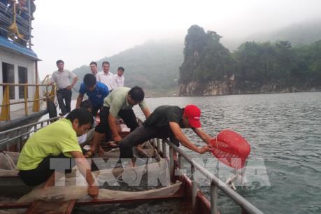 Đầu tư nuôi cá sạch trên vùng hồ Hòa Bình