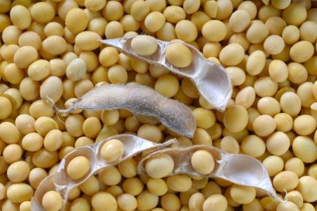 Mỹ hy vọng nhiều về xuất khẩu đậu tương sang Trung Quốc