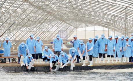 Việt Nam sắp tự chủ được nguồn tôm bố mẹ sạch bệnh và chất lượng