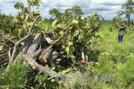 Xử lý dứt điểm việc lấn chiếm, tranh chấp đất đai ở các công ty nông, lâm nghiệp