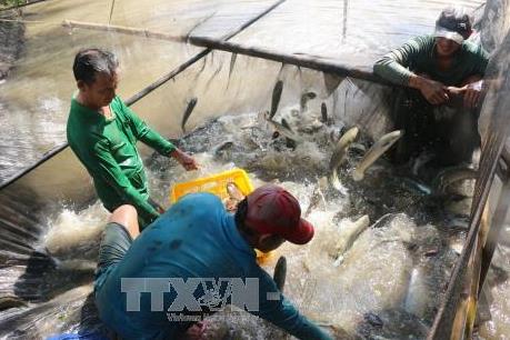 Nuôi cá lóc lãi hơn 100 triệu đồng/1.000 m2 ao nuôi