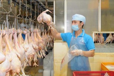 Mở thêm nhà máy chế biến để tăng lượng gà xuất khẩu sang Nhật Bản