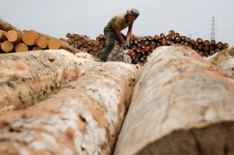 Mỹ áp thuế chống phá giá với gỗ dán cứng Trung Quốc