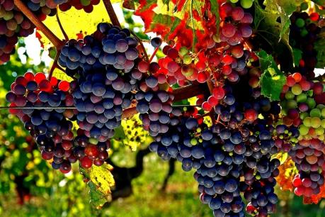 Phát hiện mới về nguồn gốc của rượu nho