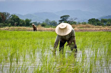 Thái Lan khuyến khích nông dân lùi thời điểm bán gạo