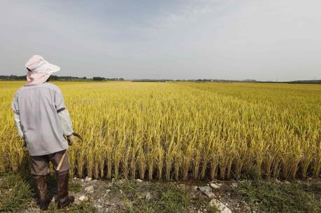 Sản lượng gạo của Hàn Quốc rơi xuống mức thấp nhất trong 37 năm qua