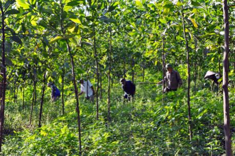 Đẩy mạnh việc sắp xếp, đổi mới các công ty nông, lâm nghiệp