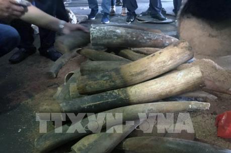 Phạt tù nhóm đối tượng buôn lậu hơn 400 kg ngà voi