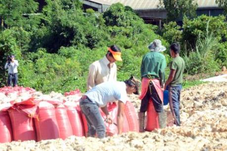 Ô nhiễm do phơi bã mì tươi chưa qua xử lý