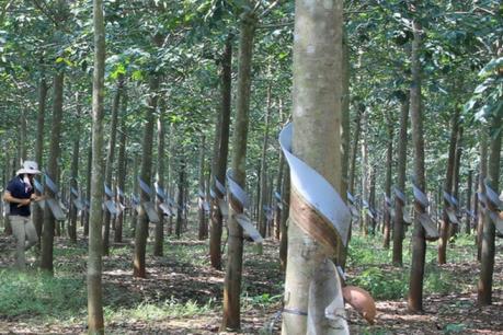 Kế hoạch sản xuất, kinh doanh 2016 - 2020 của Tập đoàn Công nghiệp Cao su Việt Nam