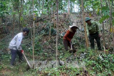 Tăng cường quản lý và phát triển rừng đặc dụng, phòng hộ