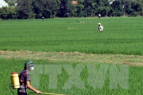 Các địa phương phòng chống sâu bệnh gây hại trên lúa