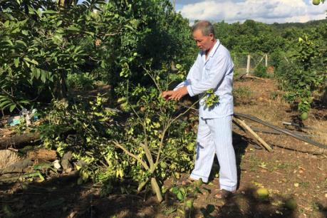 Bưởi da xanh Sông Xoài bị sâu bệnh tấn công